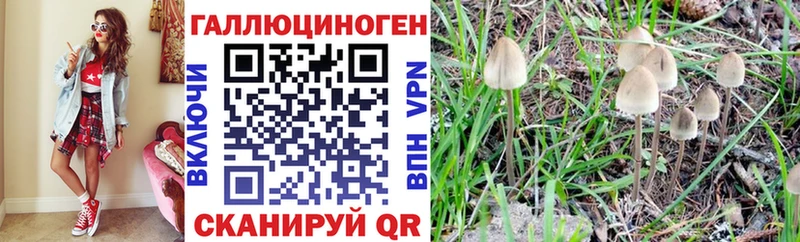 Купить где  Игарка  Галлюциногенные грибы Psilocybine cubensis 